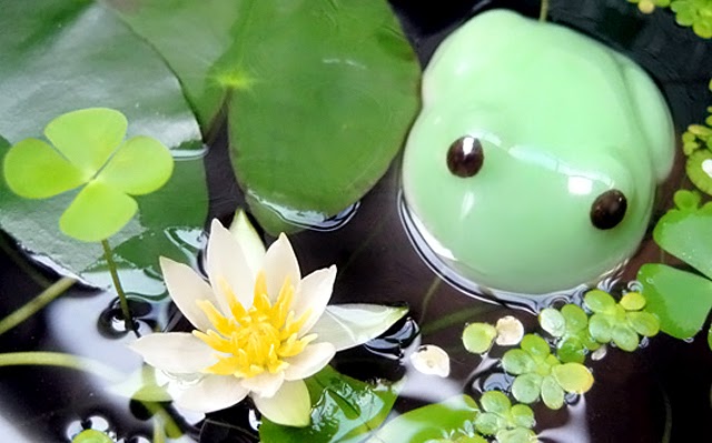 唯一日本に自生する睡蓮 ヒツジグサ ビオトープの水生植物