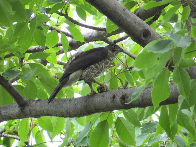 鳳頭蒼鷹/無限台南