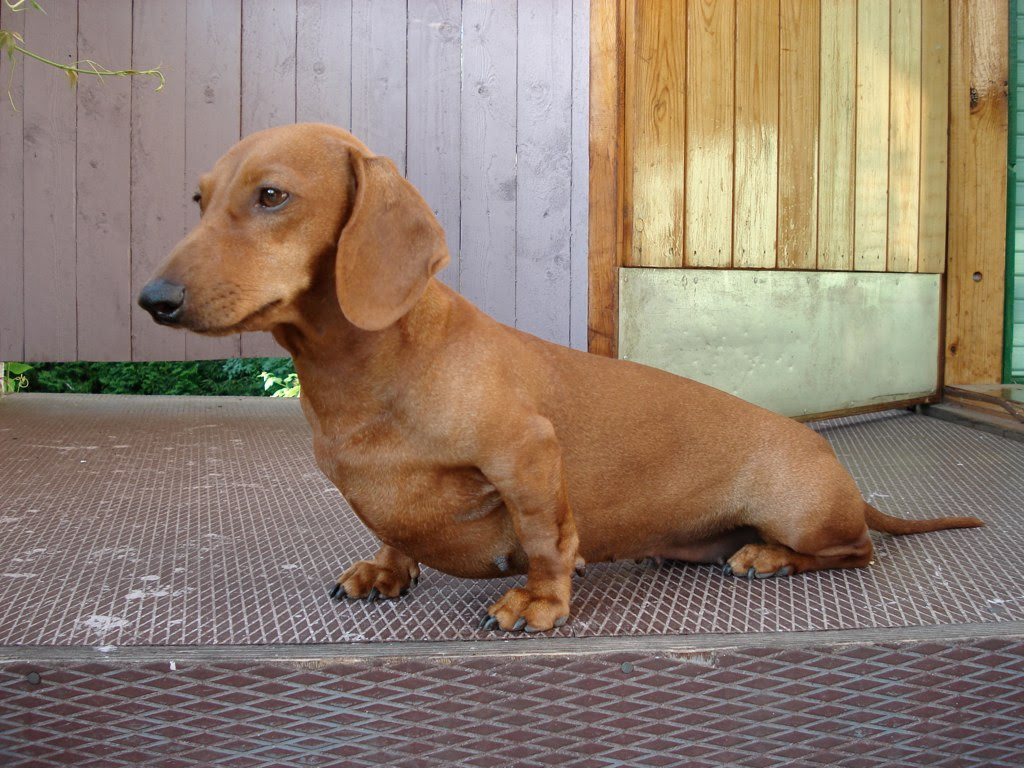 Hernie Discale Chez Le Chien âgé Traitement Chien Nouvelles