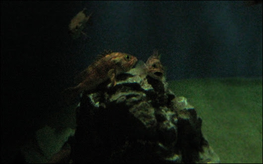 葛西臨海水族園