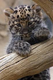 Amur Leopard: Amur Leopard reproduction