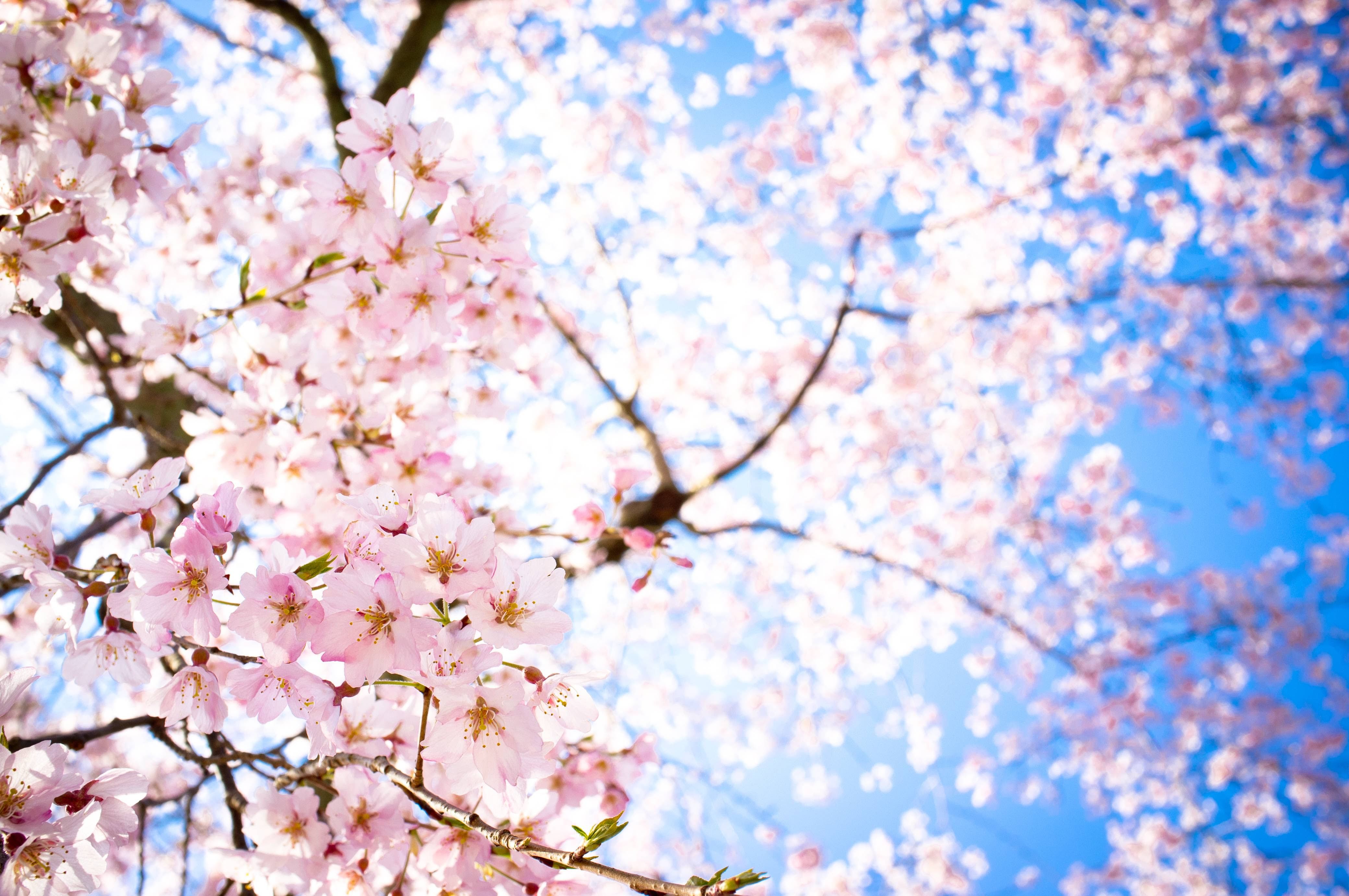 Download 880 Background Hitam Sakura Gratis Terbaik