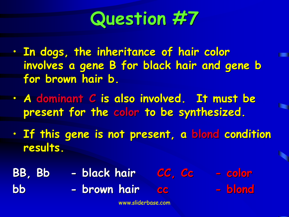 which gene is more dominant white or black