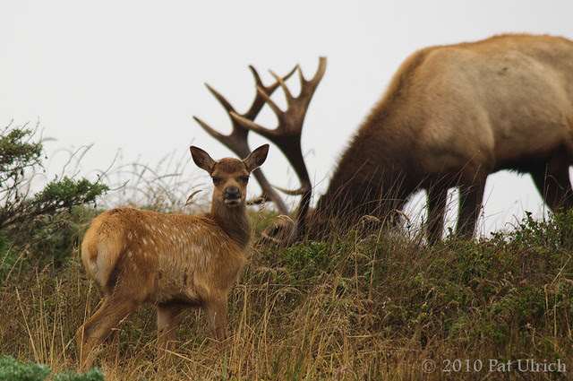 The calf and the king