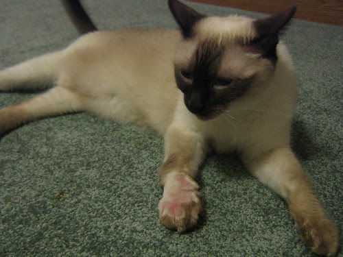 Picture or Video 495