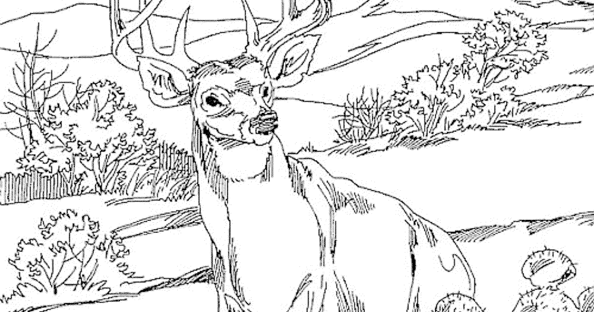 Realistic Printable Coloring Pages Of Animals - Free Printable Coloring