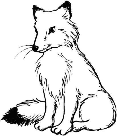 Disegni Di Volpe Da Colorare Per Bambini Coloradisegni