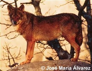 Lobo ibérico (Canis lupus signatus) Lobo ibérico
(Canis lupus signatus)