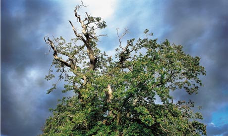 Oak rain clouds