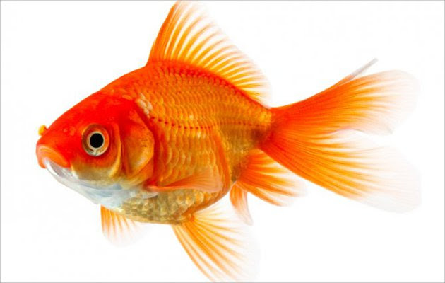 39 Paling Top Cari Gambar  Ikan  Mas