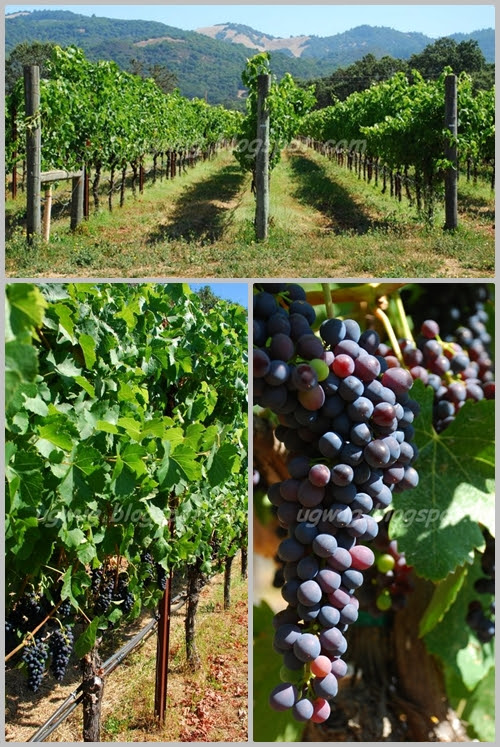 Loxton Winery