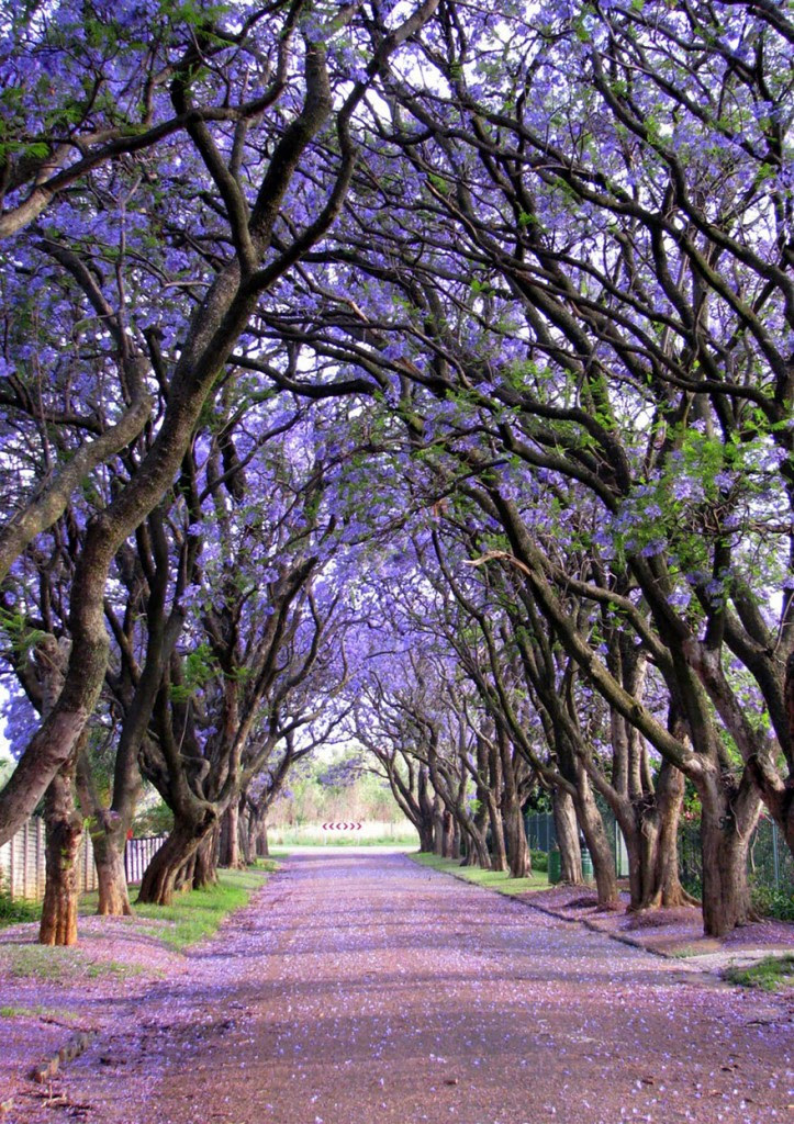 Jacarandas in South Africa, by Elizabeth Kendall