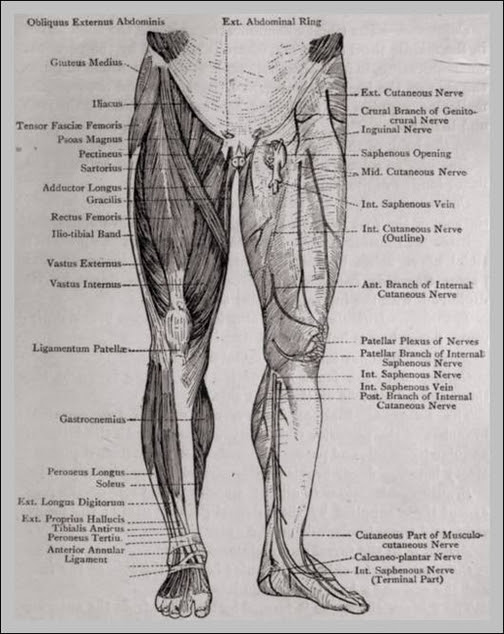 32 Leg Parts Diagram - Wiring Diagram Info