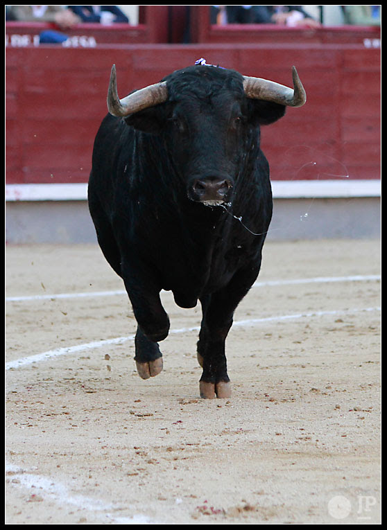 toro-de-cuadri-7