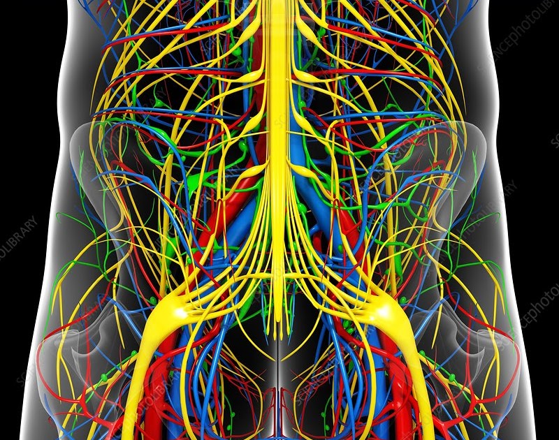 Pelvic Anatomy - Muscles of the Pelvis | AnatomyZone