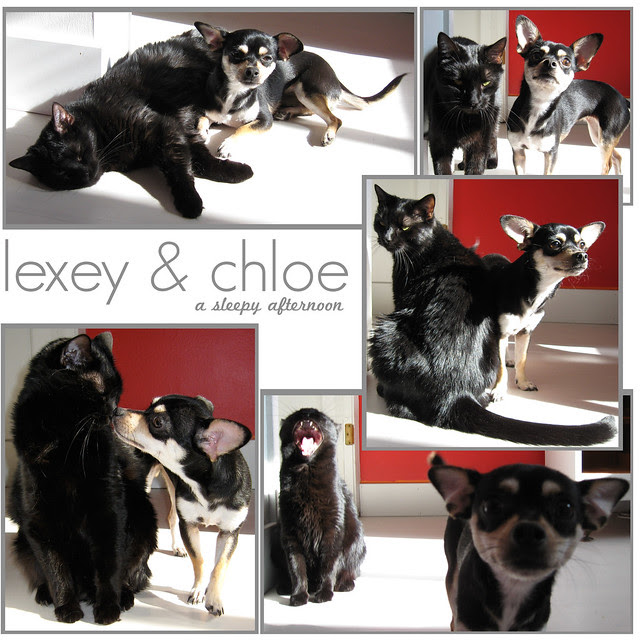 My Pets - Lexey & Chloe