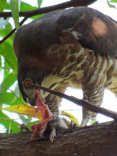 鳳頭蒼鷹/無限台南