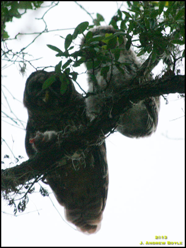 Barred Owl Barred Owl