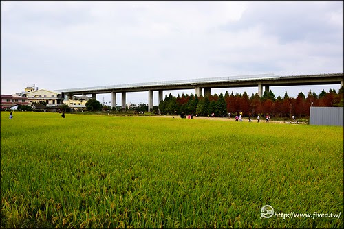 霧峰落羽松 霧峰落羽松