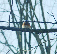 A sweet pile of bluebird