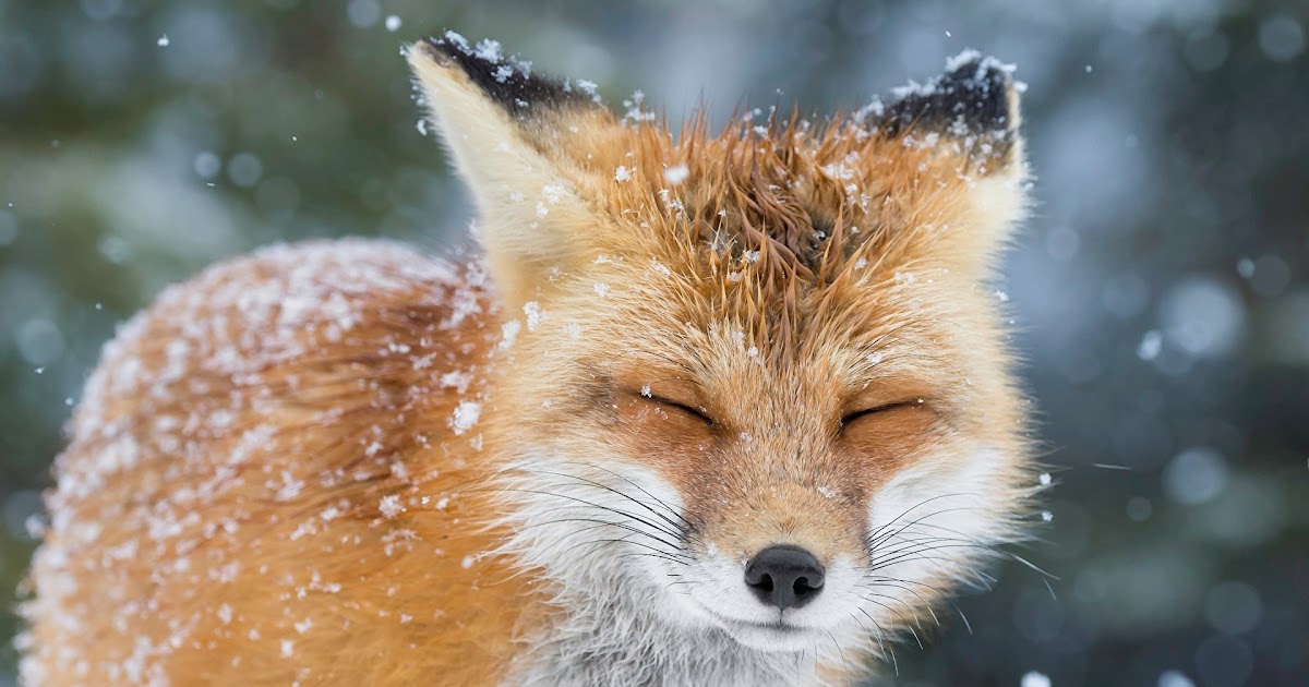 Winterbilder Tiere Als Hintergrundbild / Winterbilder Tiere Als