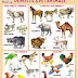 [View 48+] 34+ Pets Names List Pics GIF