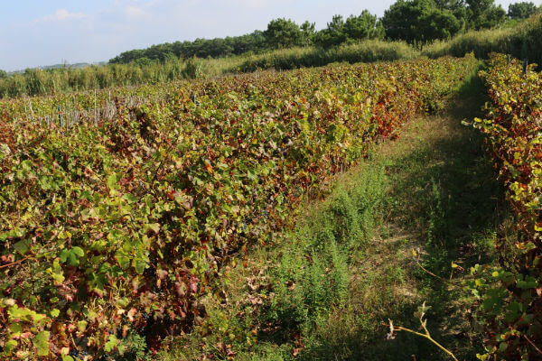 Blend_All_About_Wine_Colares_3 Blend_All_About_Wine_Colares_3 Blend_All_About_Wine_Colares_3 O Tesouro de Colares O Tesouro de Colares Blend All About Wine Colares 3