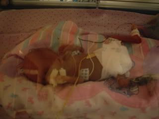 3 weeks old