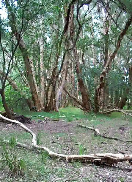 Paperbark forest July 2010
