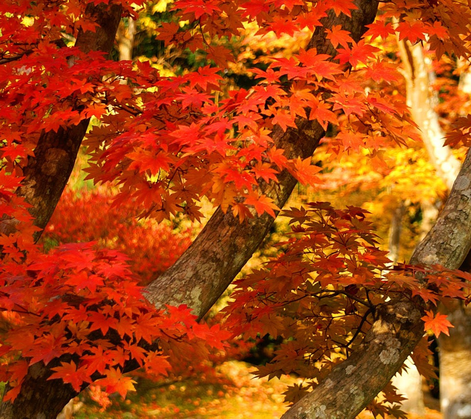すべての美しい花の画像 ロイヤリティフリー紅葉 壁紙 Iphone 高画質