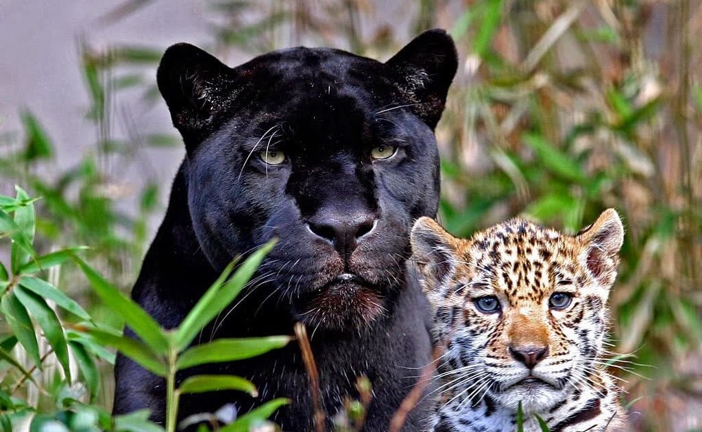 Gambar Hewan Jaguar Hitam - Gambar Hewan