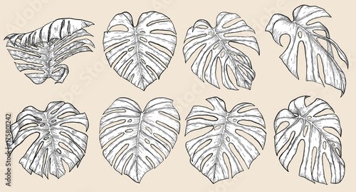 How To Draw A Monstera Leaf