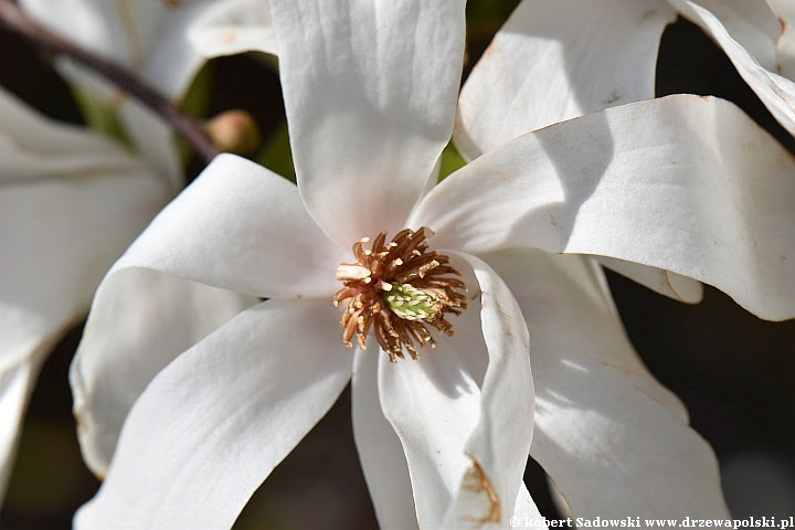 Kwiaty - magnolia gwiaździsta Magnolia gwiaździsta