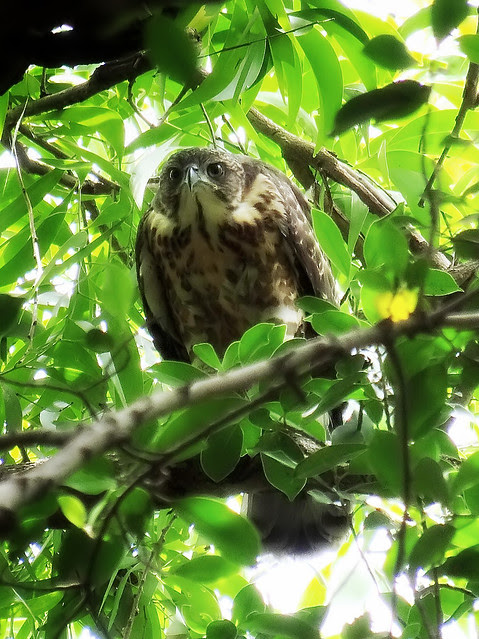 鳳頭蒼鷹/無限台南
