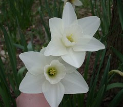 Daffodil 1