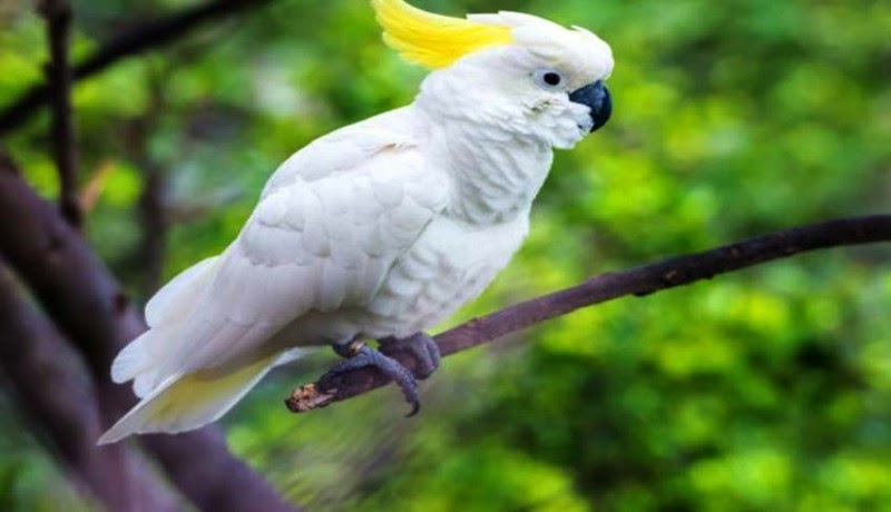 Gambar Burung Kakak Tua Hitam Putih Tempat Berbagi Gambar Gambar Burung Kakak Tua Hitam Putih Tempat Berbagi Gambar