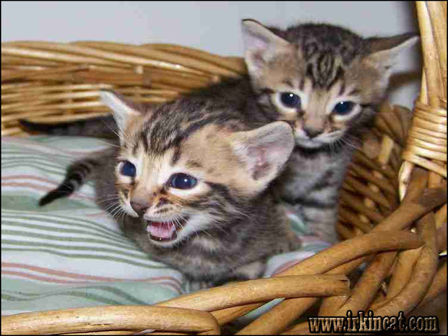 Carolina: Kittens For Sale Near Me Craigslist Ct