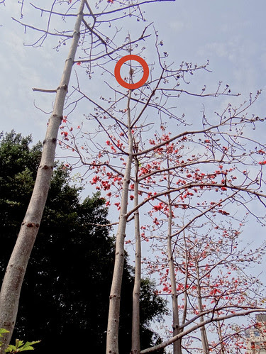 鳳頭蒼鷹/無限台南