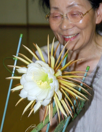 最高の夜の女王 花 すべての美しい花の画像