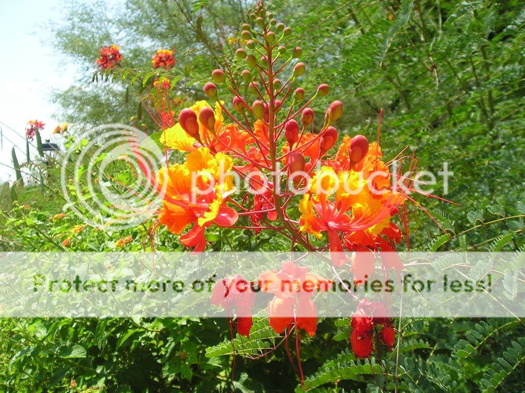 sonora106.jpg red bird of paradise image by munkeybee