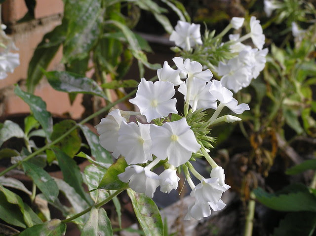 Phlox paniculata