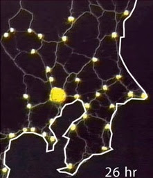 Tokyo metropolitan rail system, as interpreted by slime mold.