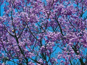 jacaranda