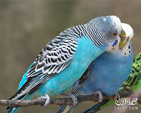 صور طيور الحب صور طيور الحب