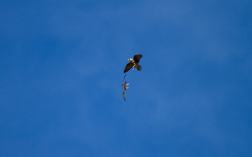 Peregrine vs Peregrine