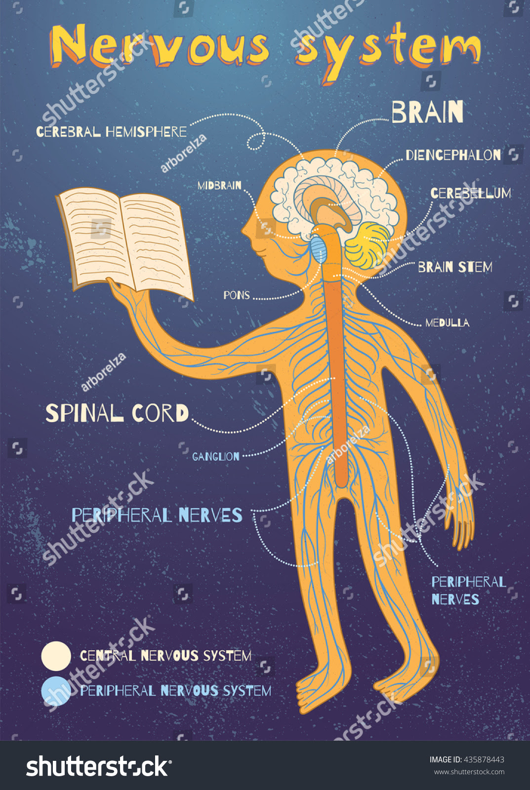 Drawing Pages Kids: Nervous Kids Drawing / Nervous System Drawing at