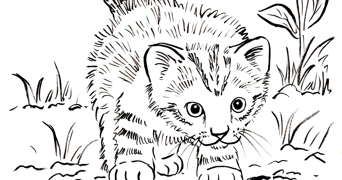 Free Printable Pictures Of Cats And Kittens : Free Printable Cat