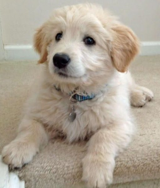 Goldendoodle Puppies Ohio Rescue Goldendoodle, Labradoodle & Double