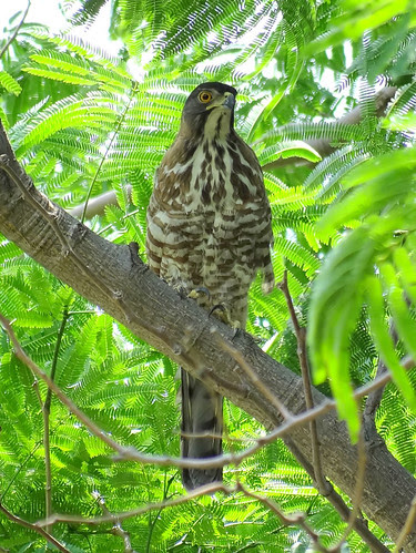 鳳頭蒼鷹/無限台南