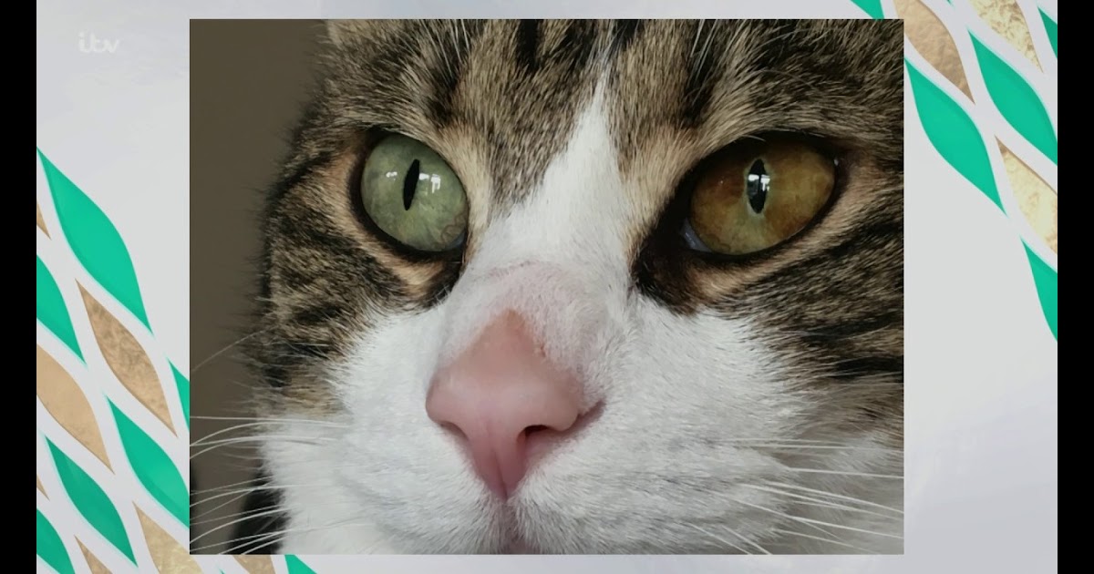 Whats Wrong With My Cats Eye